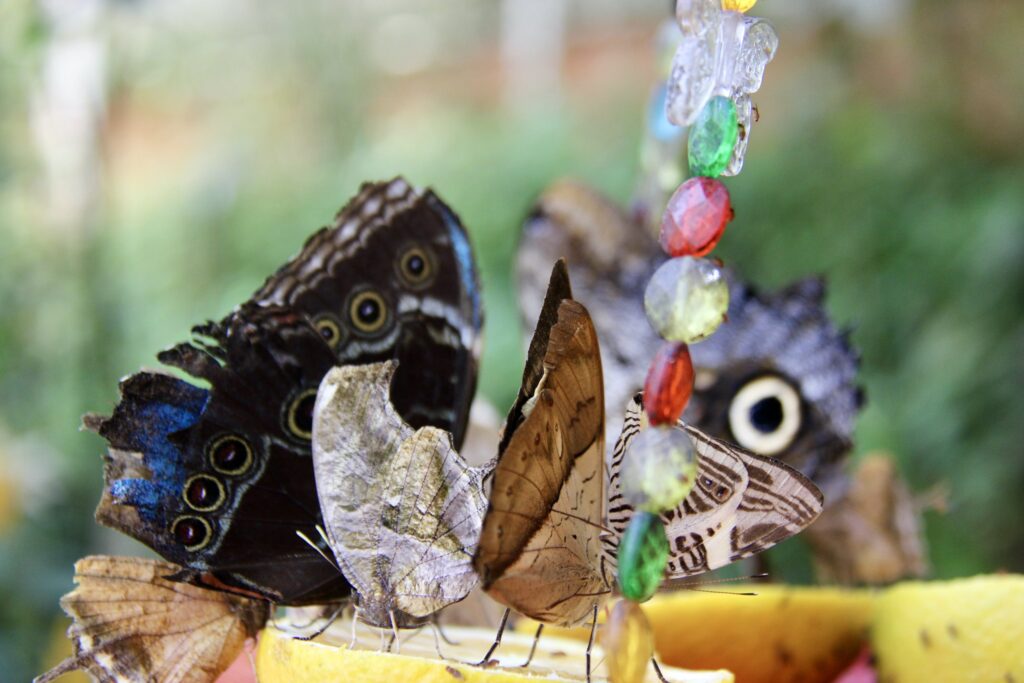 colombia tours different butterfly farm