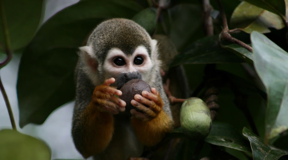 hidden gems in Colombia Amacayacu National Park